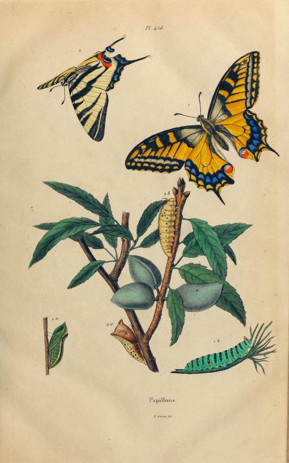 The image is a detailed illustration depicting various stages of the Swallowtail butterfly (Papilio machaon) life cycle, along with its food plant.