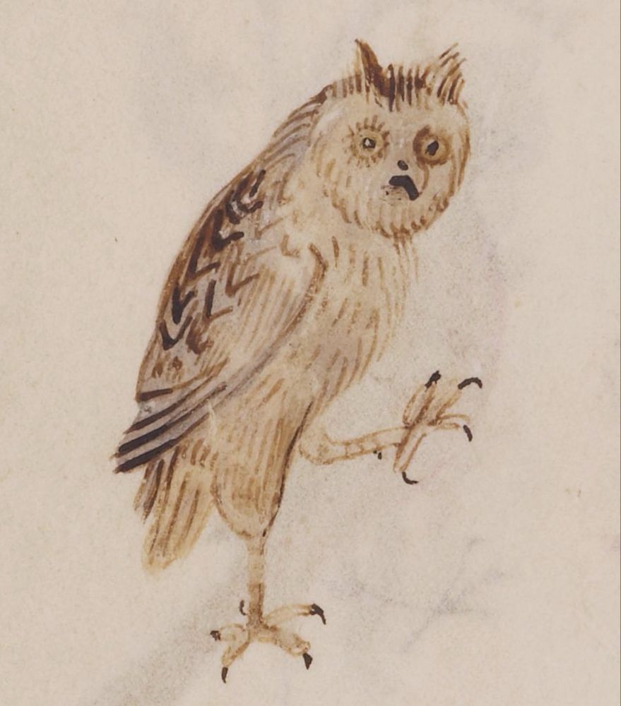 The image depicts a drawing of an eared owl from a historical manuscript