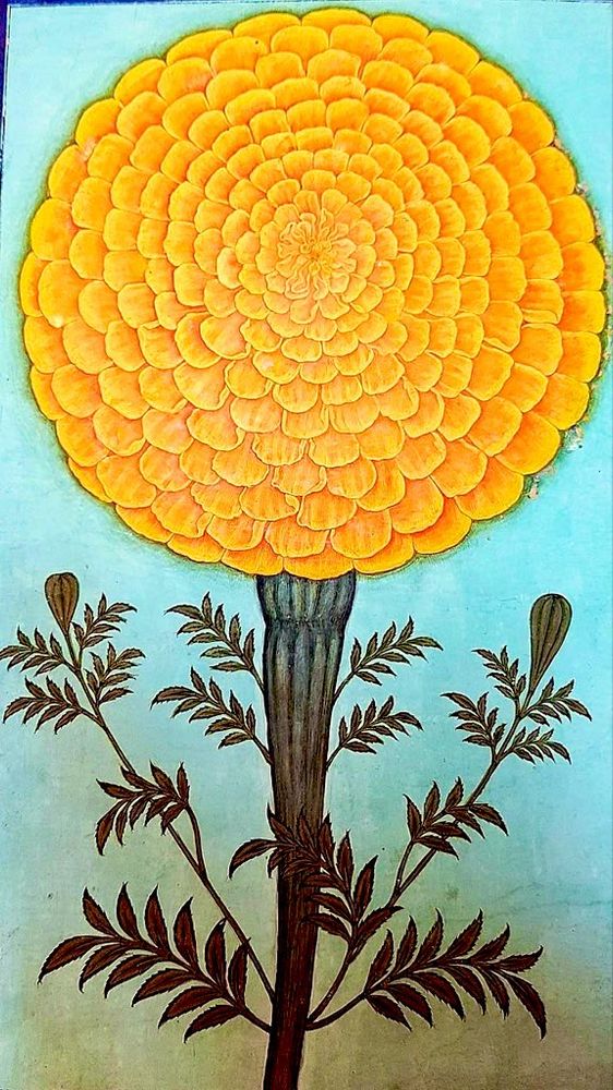 Large, beautiful yellow marigold on turquoise background, painting.