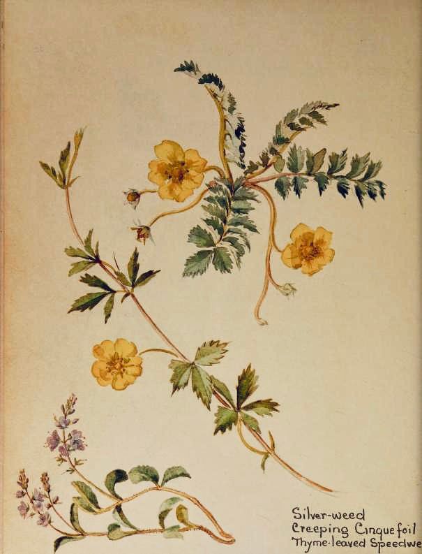 Silver-weed
Creeping Cinque foil
Thyme-leaved Speedwell
Illustration