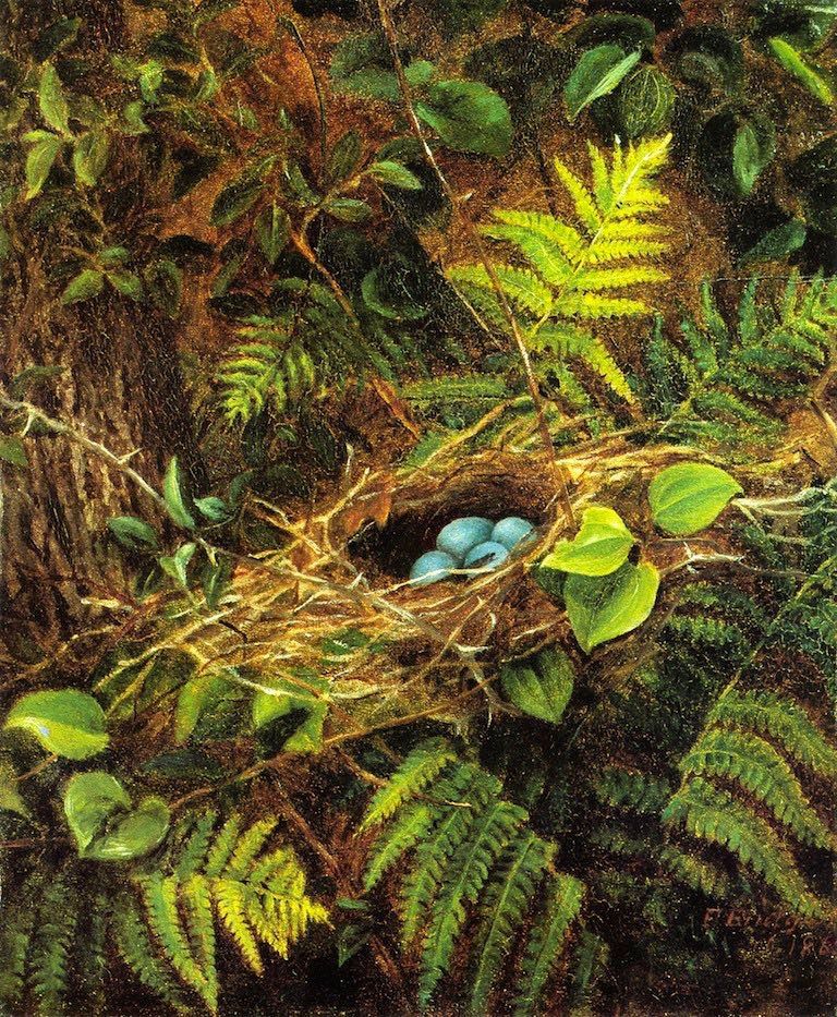 Painting of nest surrounded by foliage and ferns, contains four blue eggs.