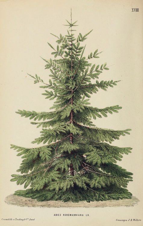 A vintage botanical illustration of the Abies nordmanniana, commonly known as the Nordmann fir.