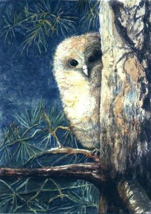 Floofy young owlet peeking around the trunk of a tree, perched upon a branch, pine tree, dark blue background, painting.