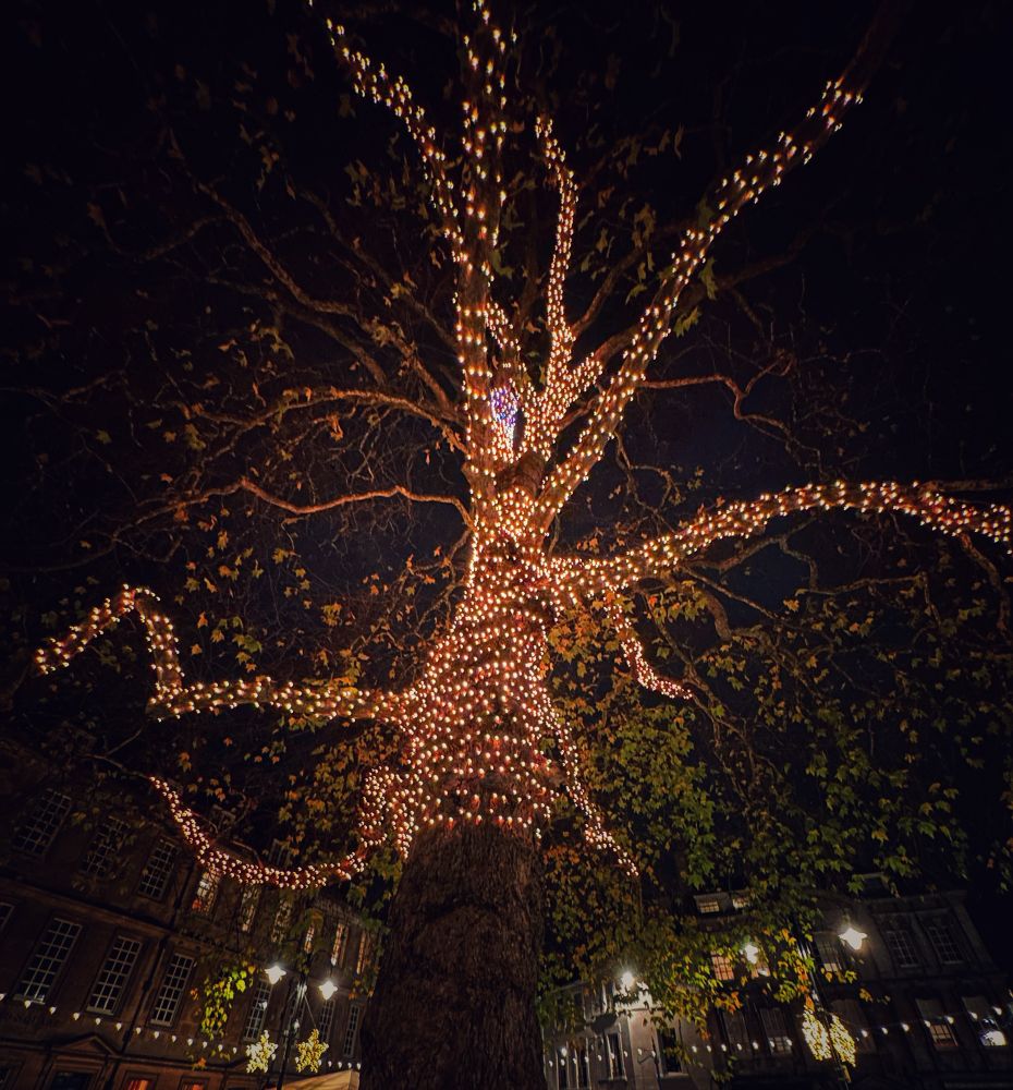 London Plane tree covered in fairy lights at night, photo.