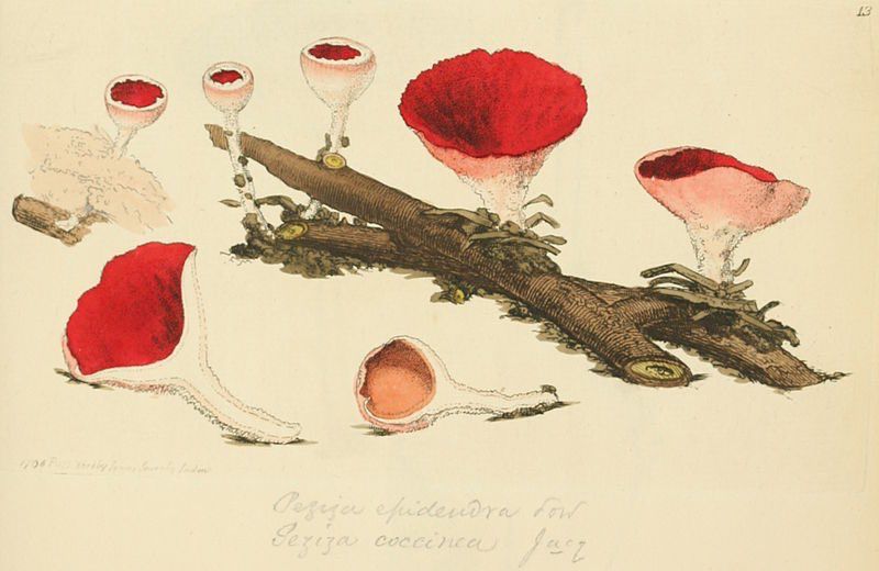 Illustration is a detailed scientific illustration of a type of cup fungus, specifically identified by the text as Peziza coccinea (now known as Sarcoscypha coccinea or the scarlet elfcup) and Peziza epidendra. The illustration shows several specimens of the fungus at different stages of growth and from various angles. The fungi are depicted with vibrant red interiors and white exteriors, growing on a piece of dead wood.