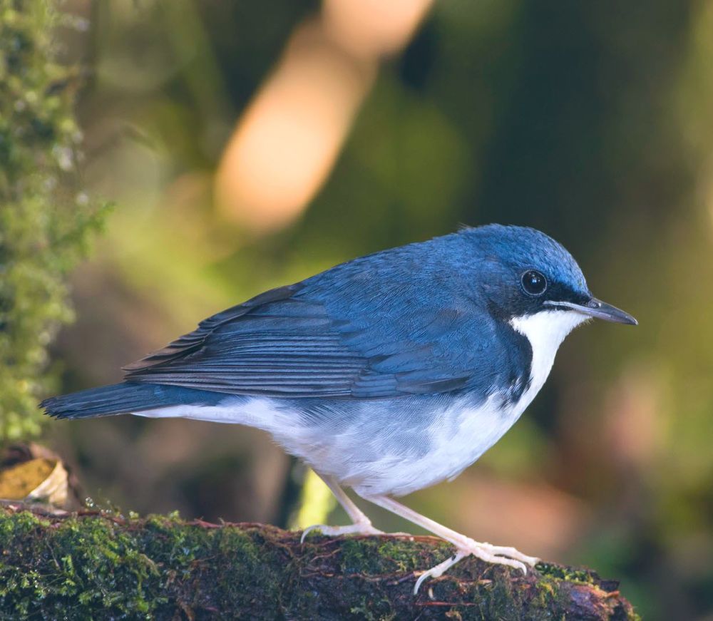 Photo of robin perched on mossy branch.