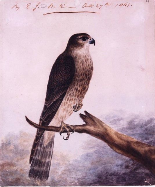 Painting of Emily Brontë’s pet Merlin, Nero, perched on a branch.
Dated 27 October 1841. She had rescued it from an abandoned nest on the moors.
The painting is held in the collection of the Brontë Parsonage Museum. 
