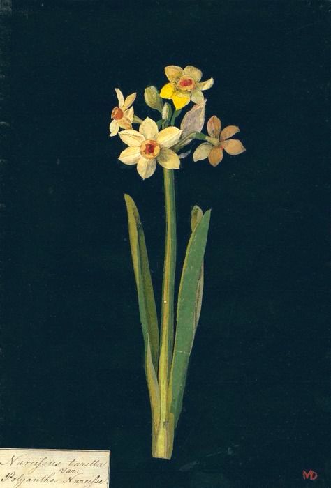 Illustration of daffodils on dark background.