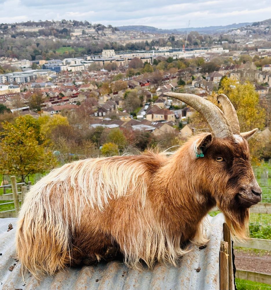 Photo of goat sat on roof of his hut type thing with view of Bath behind.