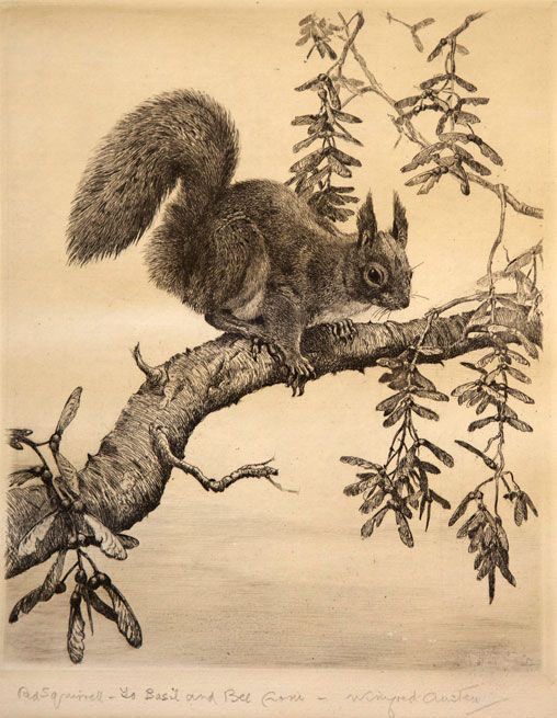 Illustration, red squirrel on branch. 