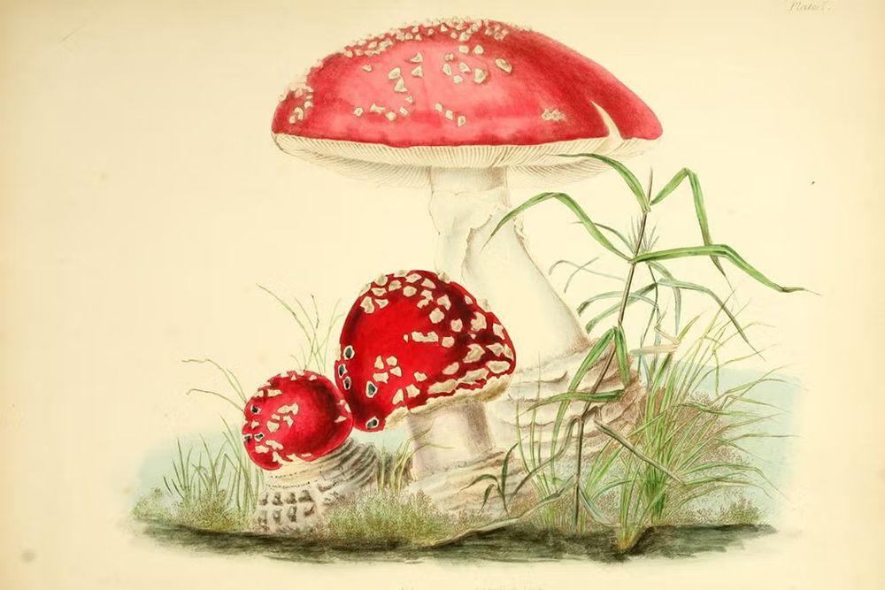 An illustration of three Agaricus muscarius.