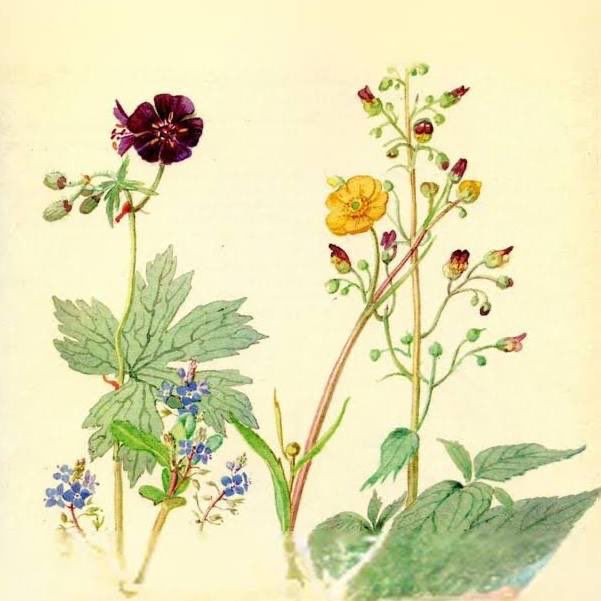 Illustration of wildflowers