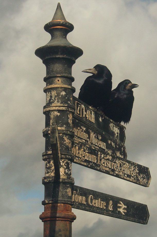 Two rooks on a signpost, photo.
