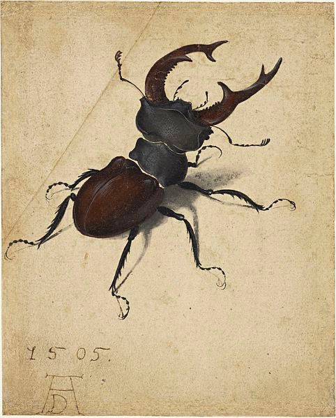 Painting of stag beetle 