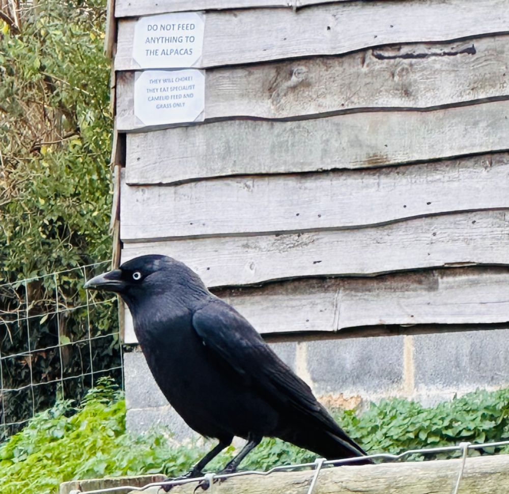 Photo of jackdaw on fence with sign behind saying not to feed the alpacas.