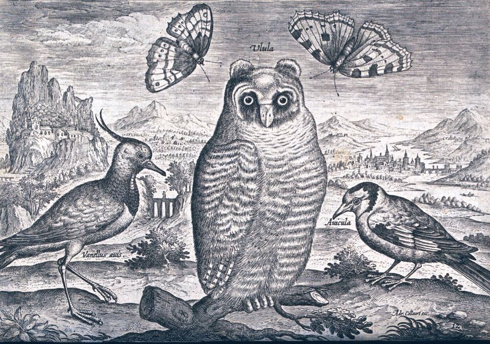 As described, depicted in a landscape, the owl has two butterflies each side of his head. 