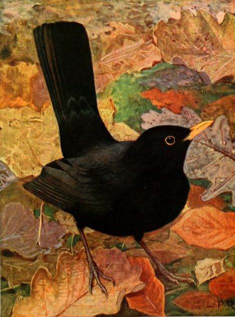 Blackbird stood on ground upon Autumn leaves. Painting.