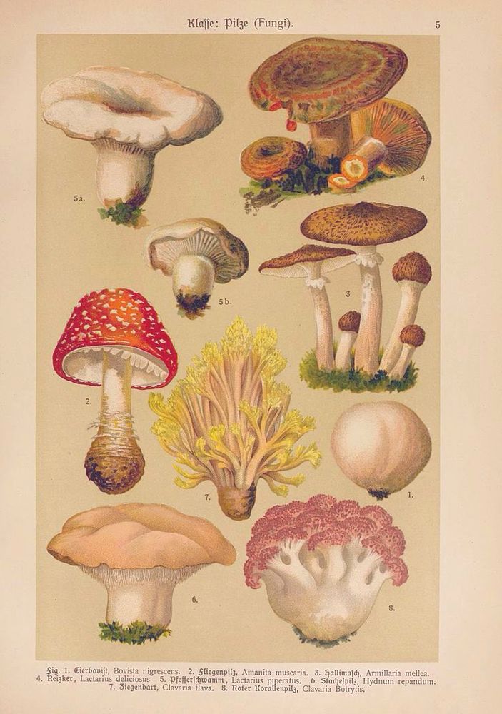 Vintage chromolithograph, an antique illustration of various types of fungi, published around the late 19th century. The print features several detailed illustrations of different mushrooms with corresponding numbers and German labels below.
