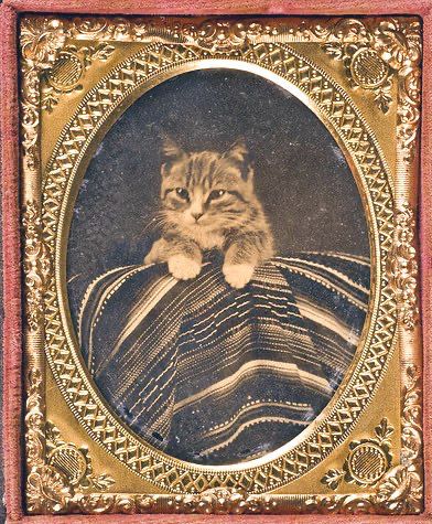 Cat posed with Mexican serape, SMU Central University Libraries: The image is a portrait of a tabby cat, likely an ambrotype or a reproduction of one, presented within an ornate, oval, gilded frame. The cat is positioned on a striped blanket, a Mexican serape, and is looking directly at the viewer. The photograph dates back to around 1862-1868.