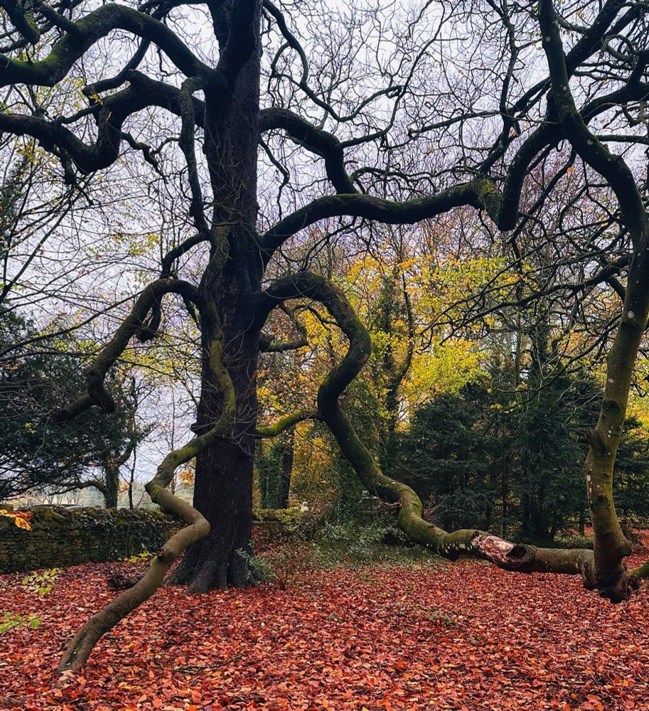Gnarled tree and autumn leaves, photo. 