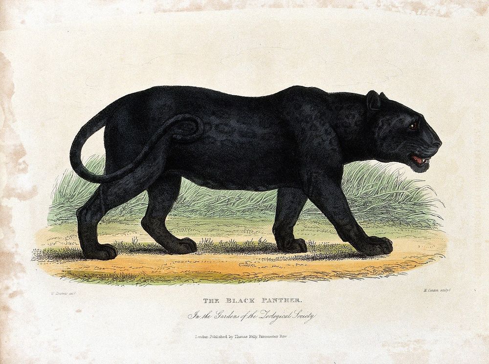 Panther illustration 