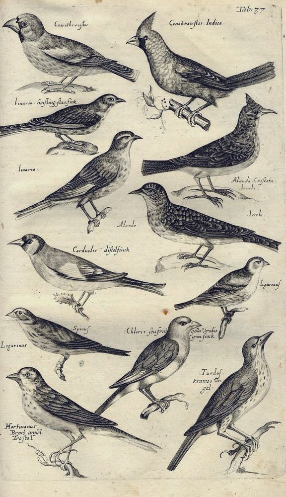 Woodcuts of Swallow, Redstart, Robin from Willughby's Ornithology 1678