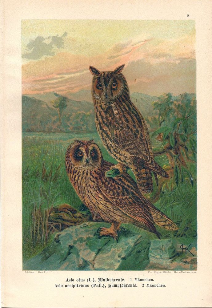 A vintage lithograph featuring two owls in a natural, marshy landscape at sunset. The text below the image identifies the species depicted:
Top Owl: Identified as Asio otus (L.), or the Long-eared Owl (Waldohreule). This owl is depicted as a male ("1 Männchen"). 
Bottom Owl: Identified as Asio accipitrinus (Pall.), or the Short-eared Owl (Sumpfohreule). This owl is also depicted as a male ("2 Männchen").
The owls are perched on rocks and in tall grasses, against a backdrop of hills and a colourful sky.