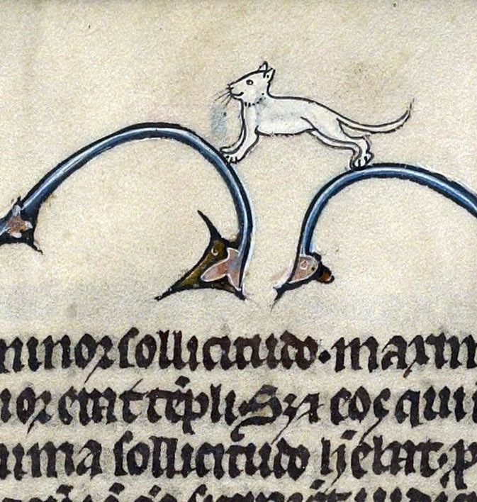 Illuminated MS small white cat straddling marginalia