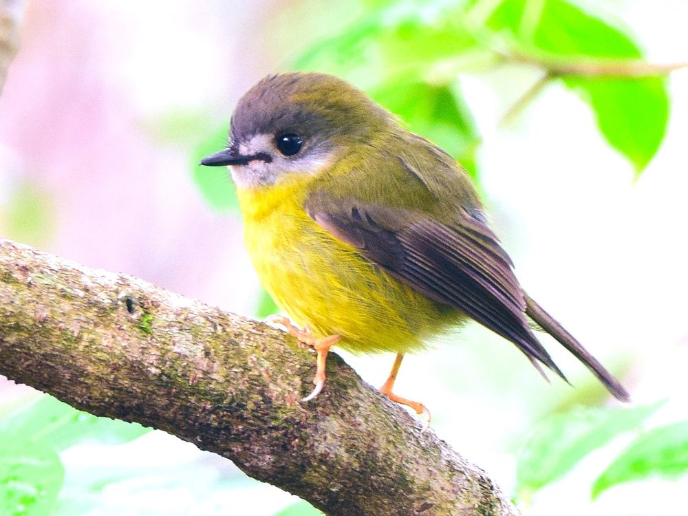 Photo of robin perched on a branch, photo.