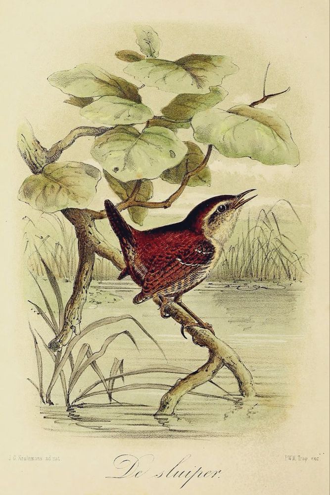 Wren perched on branch, singing. Illustration. 