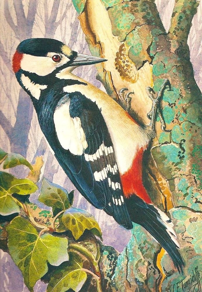 Painted illustration of this bird on trunk of tree, ivy below. 