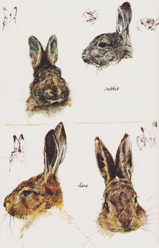 Study of heads of rabbit and hare, side on and face from the front. Illustration.