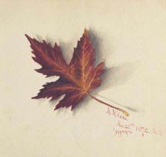 Painting of one autumn leaf.