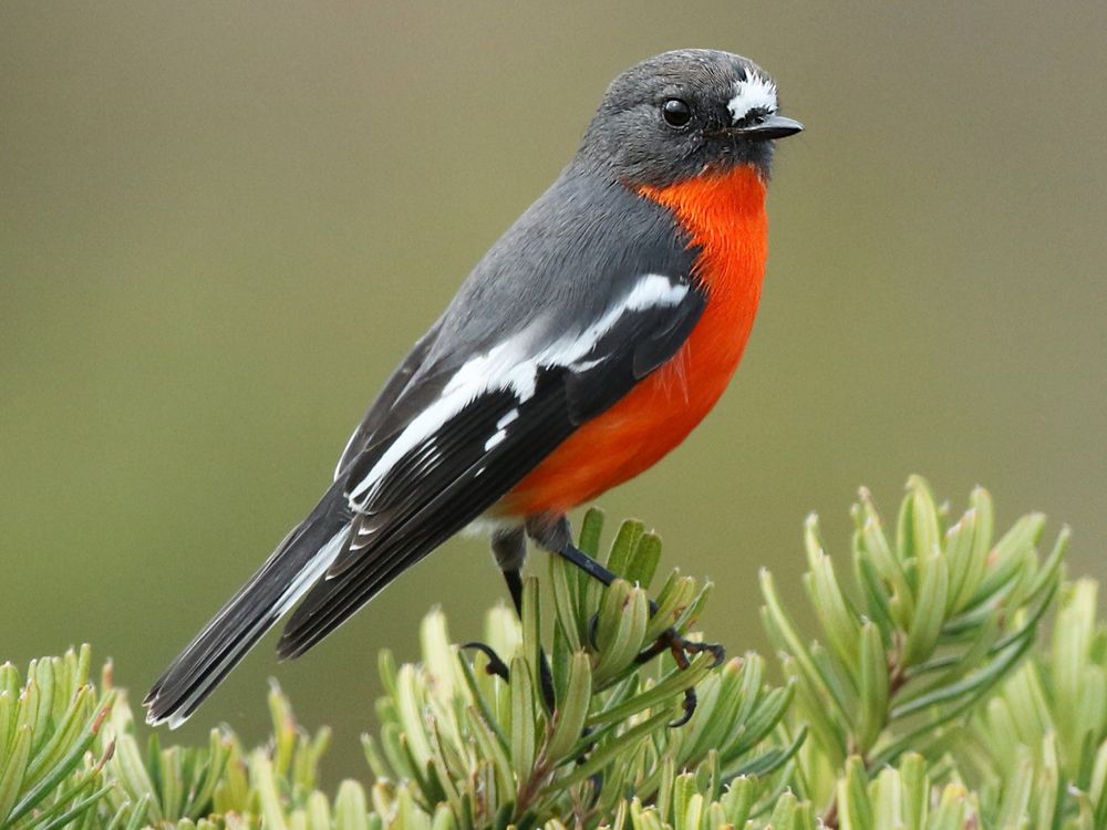 Photo of flame robin perched on pine.