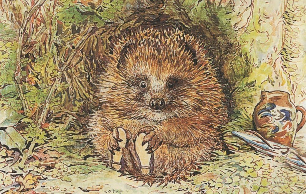 Hedgehog wearing boots, sat next to a jug in hedgerow, illustration