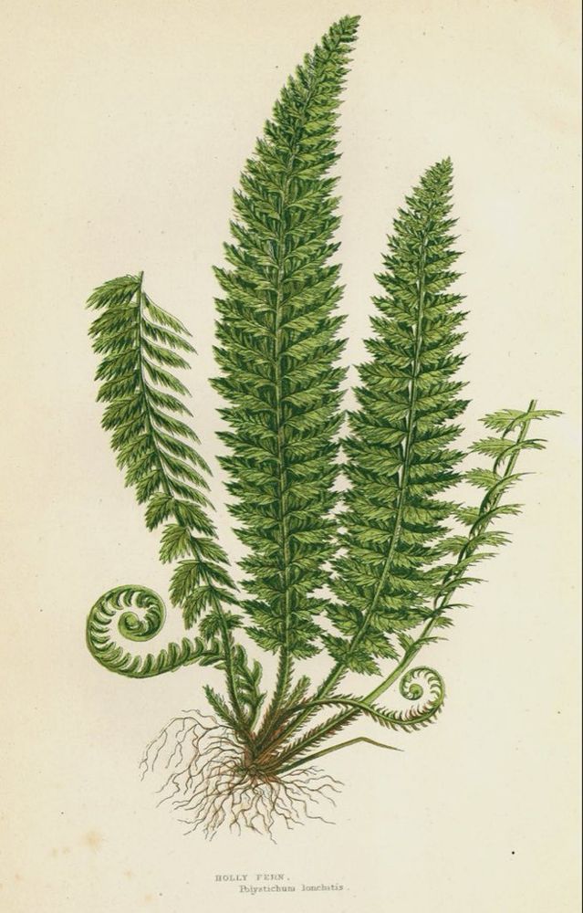 Illustration of Fern. HOLLY FERN.
Polyatichum donchras