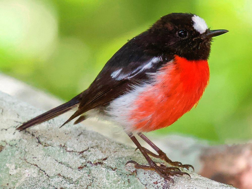 Black winged and headed, red bellied with white undergarments, white spot above beak. Photo.