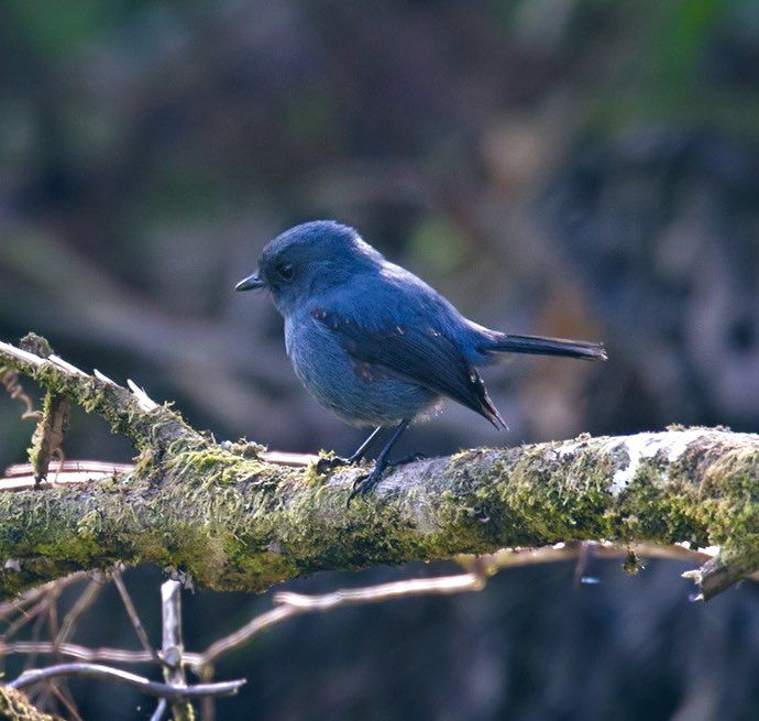 Photo of Robin perched on a branch.