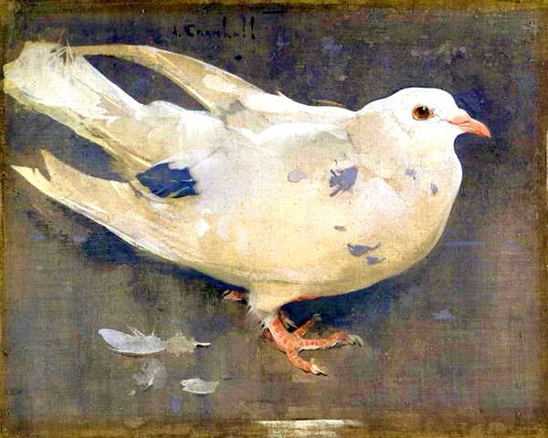 Painting of pigeon, white with grey markings. 