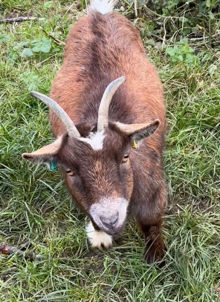 Photo of Pygmy goat. 