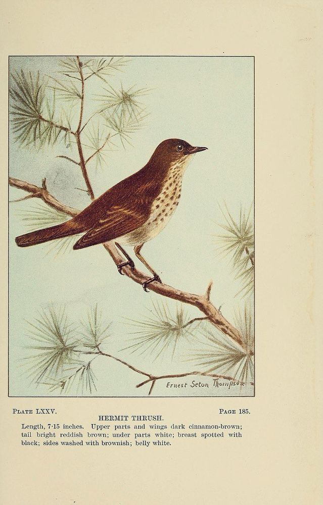Illustration of thrush in pine.