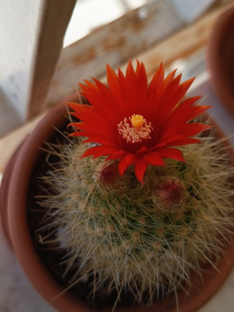 Cactus redondo pequeño en maceta con flor naranja.
