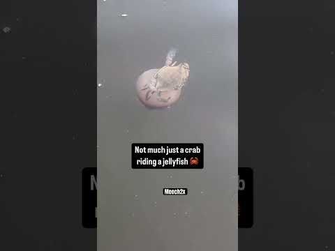Just a crab riding a jellyfish 🪼