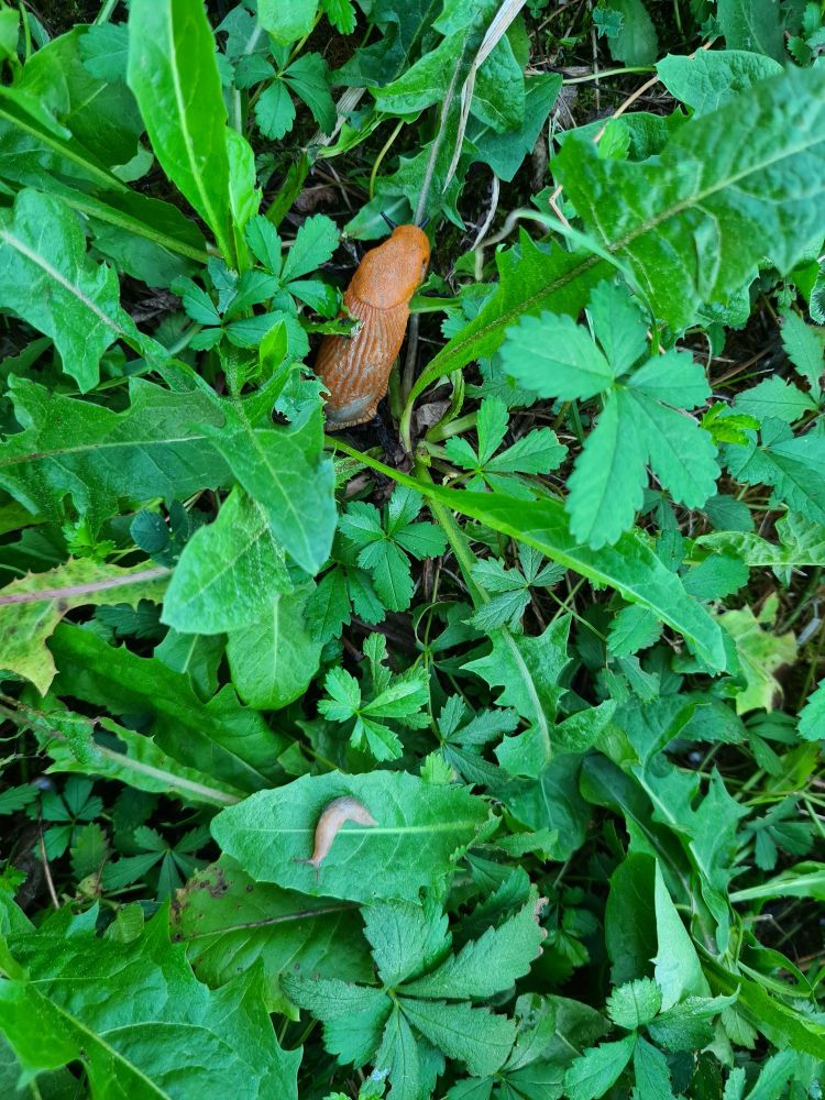 Rotbraune Nacktschnecke, zum Teil von Blättern verborgen. Viel Grünzeugs. Eine andere kleine Nacktschnecke nicht weit von der ersten.