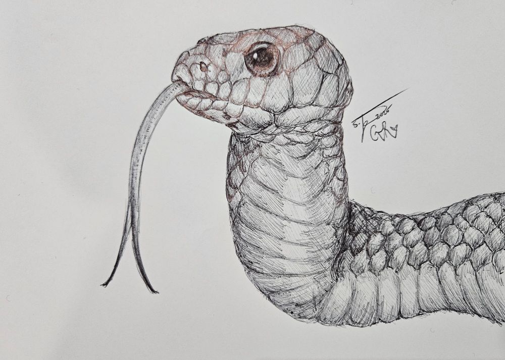 A pen sketch of a snake
