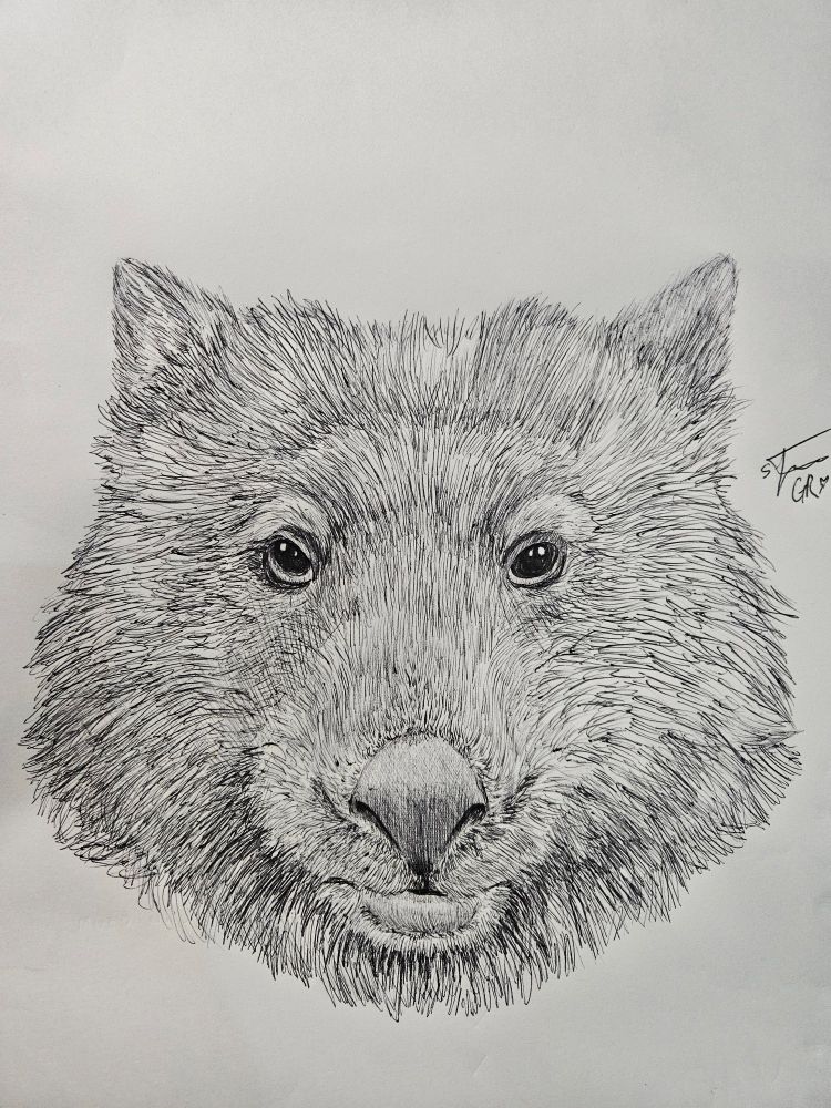 A pen sketch of a wombat