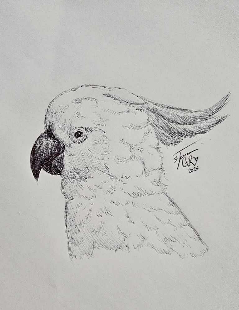 A pen sketch of a cockatoo