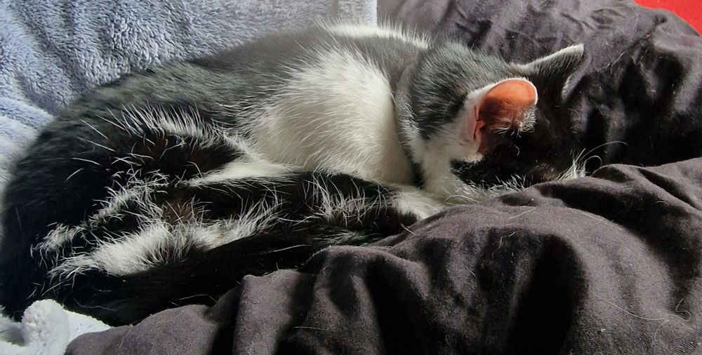 Black and white cat loosely curled up on a pale blue robe and black blanket, face down and asleep 