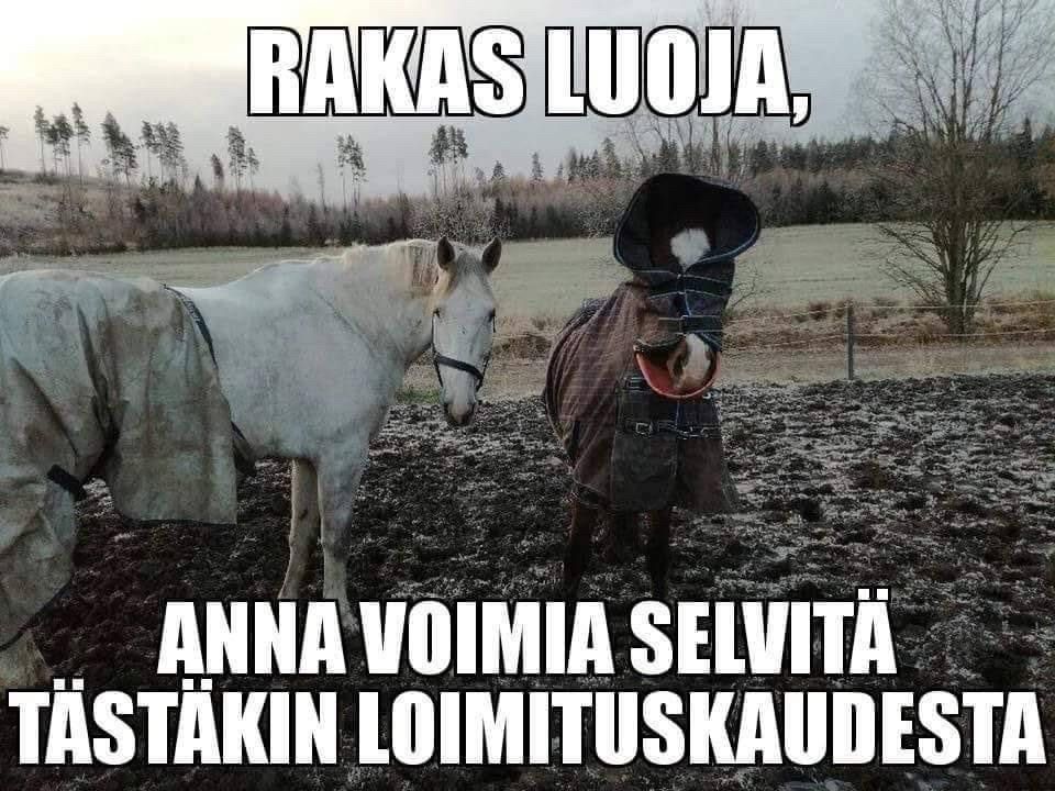 Meemikuva, missä kaksi hevosta on yrittänyt riisua loimiaan niin että toisen pää on loimen sisällä ja toisen etuosa tullut loimesta ulos. Teksti sanoo: Rakas luoja, anna voimia selvitä tästäkin loimituskaudesta.
