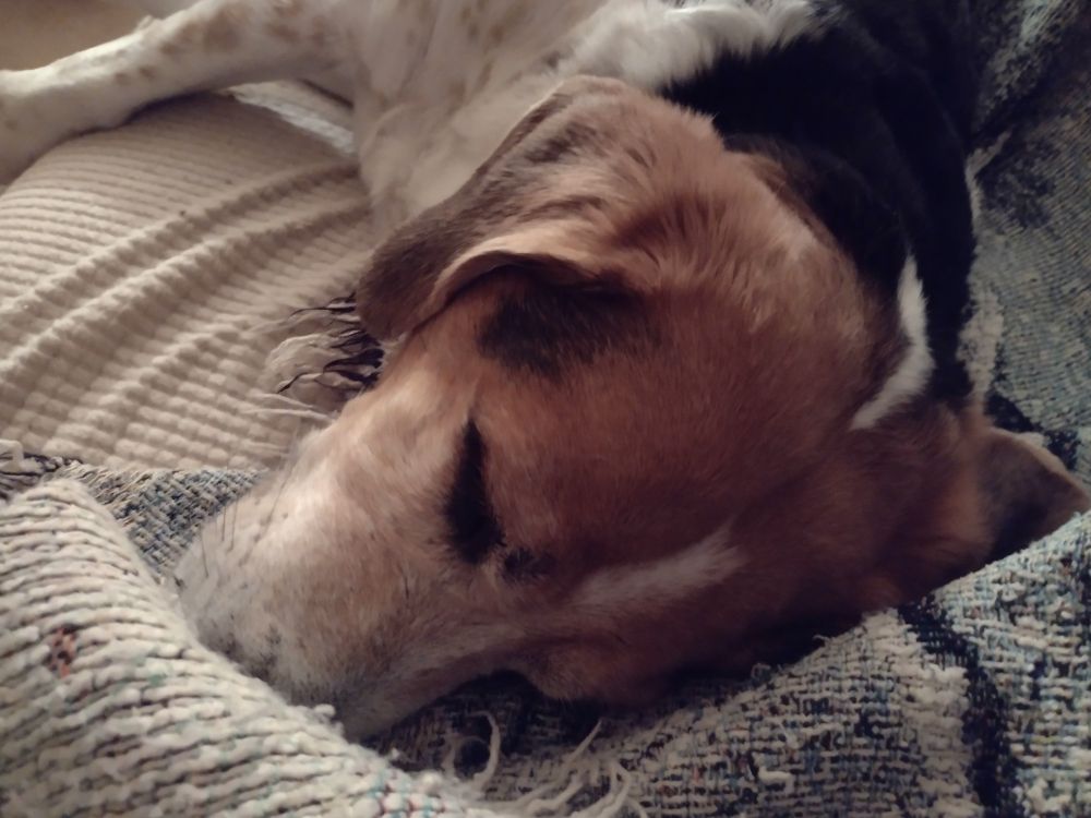 Benjamin beagle snoozing despite the thunderstorm.